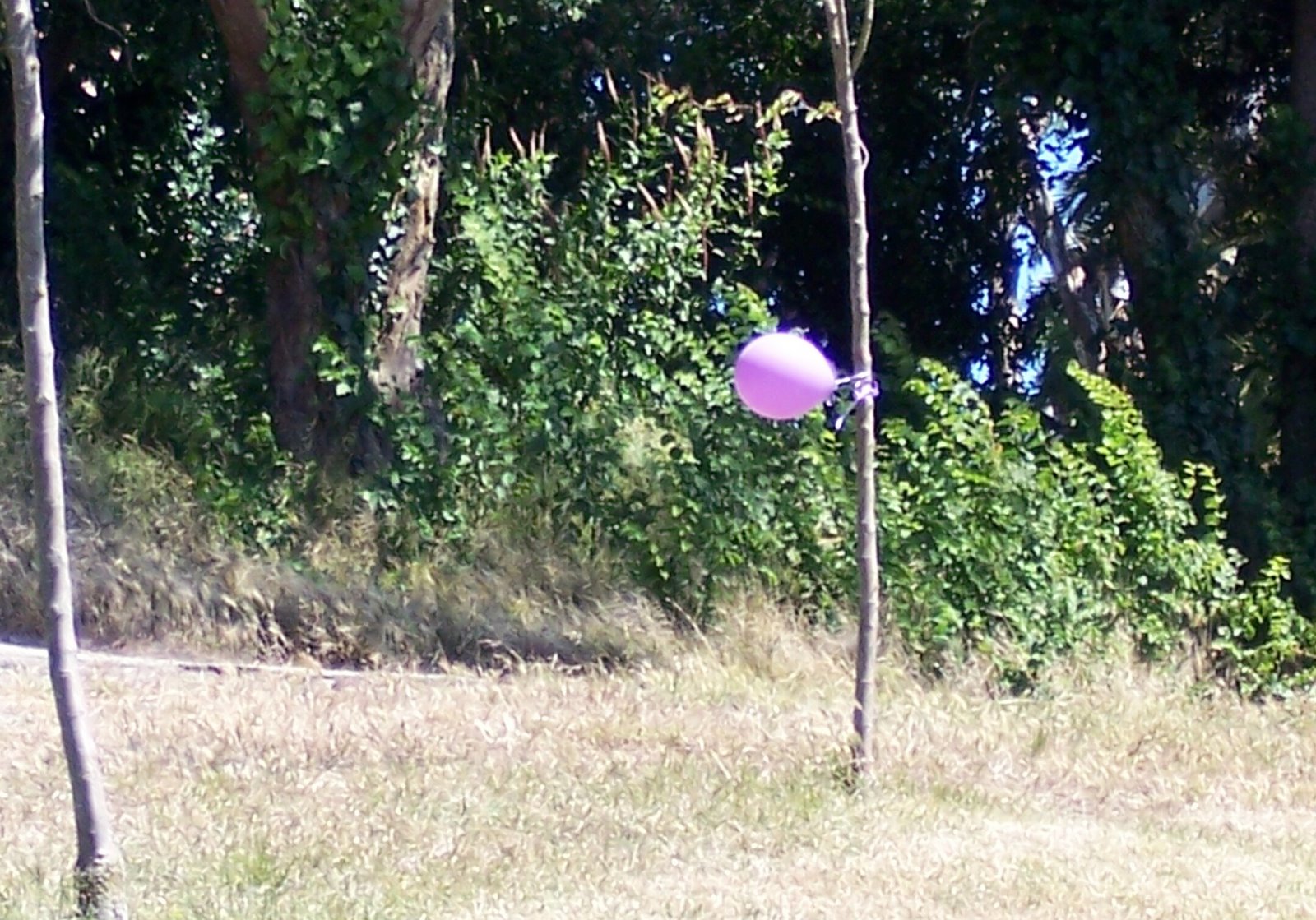 [purpleballoon.jpg]