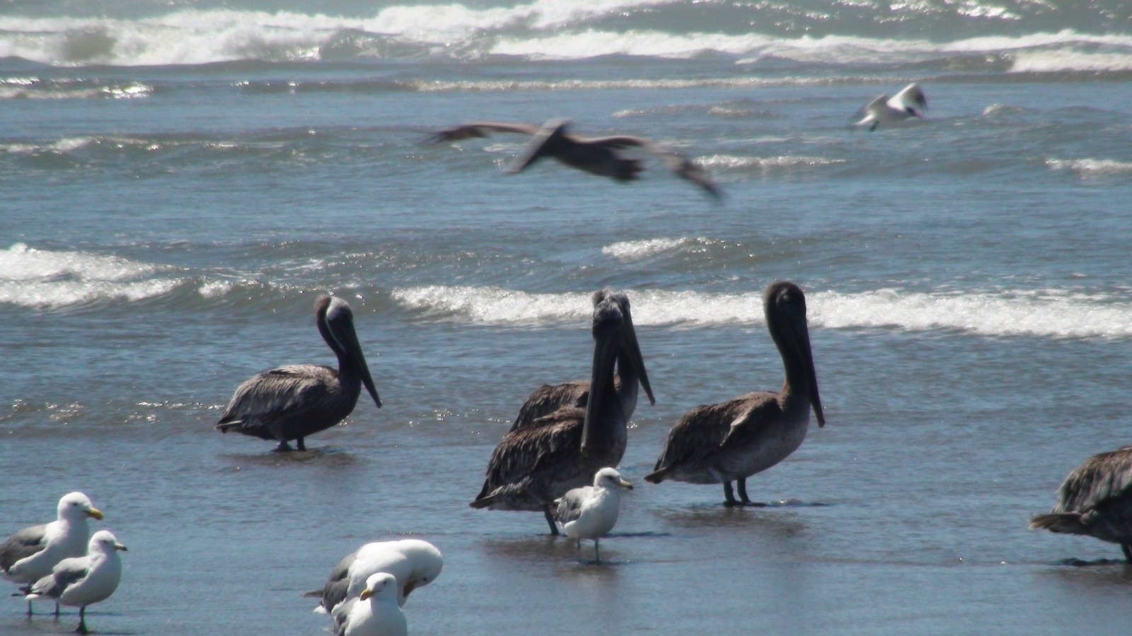 [Pelicans+on+Long+Beach.JPG]