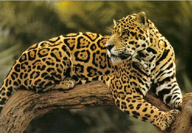 [jaguar.gif]