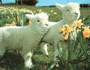[lambs.jpg]