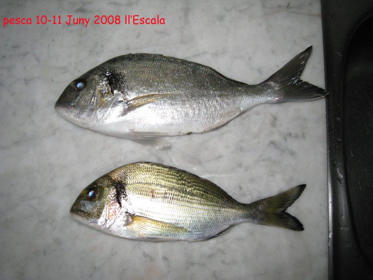 [pesca+10-11+juny+2008+(1)+copia.jpg]