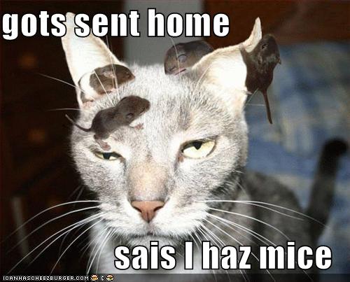 [funny-pictures-cat-with-mice.jpg]