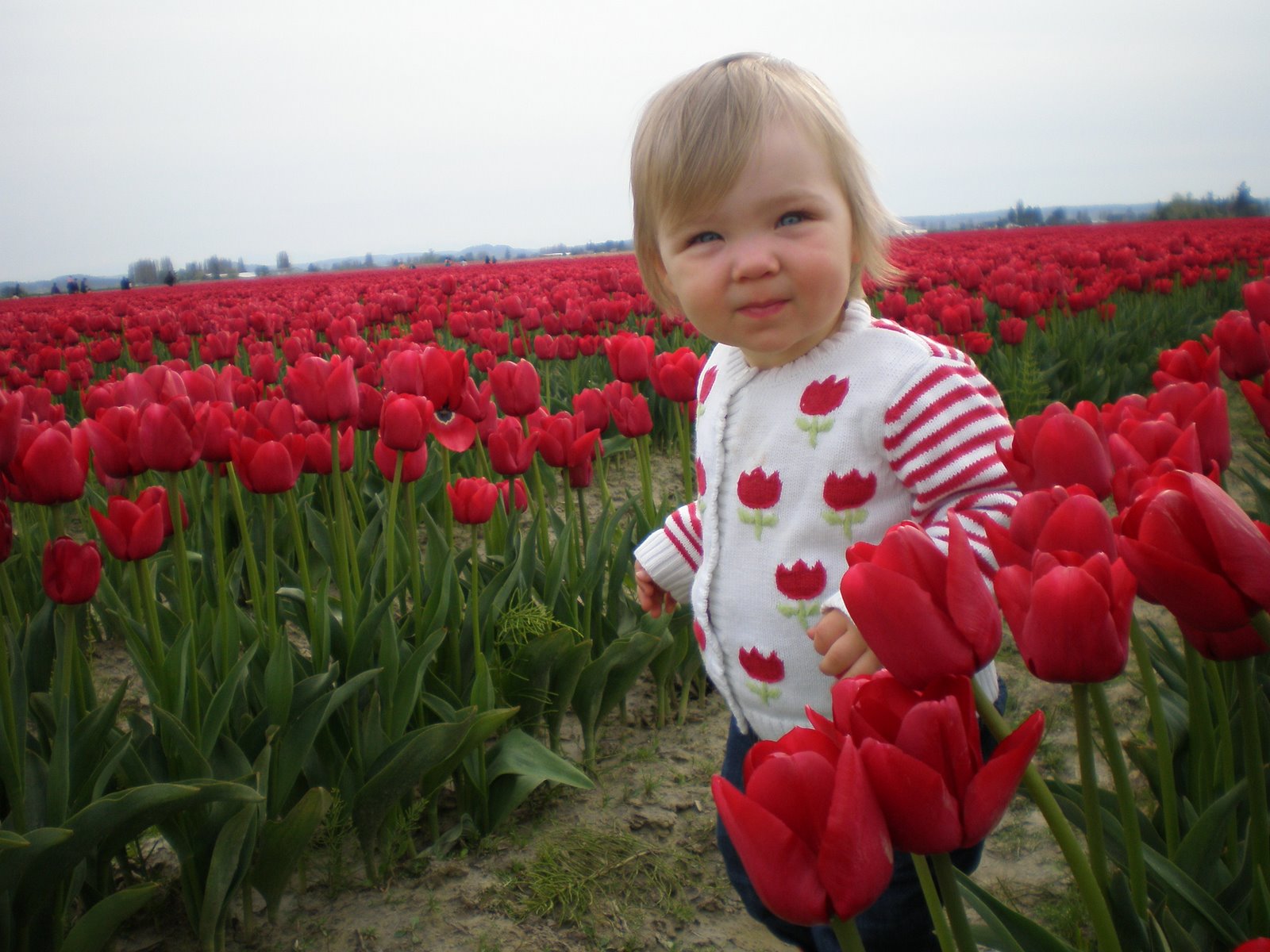 [Tulip+002.jpg]