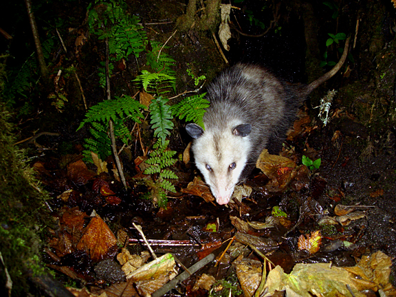 [Opossum+6841.jpg]