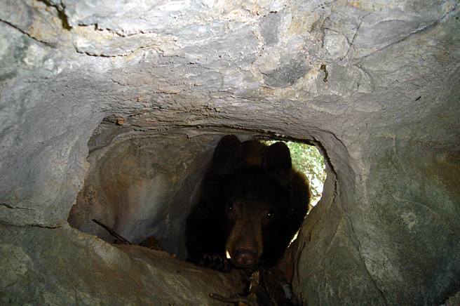 [bear+in+tunnel+561.jpg]