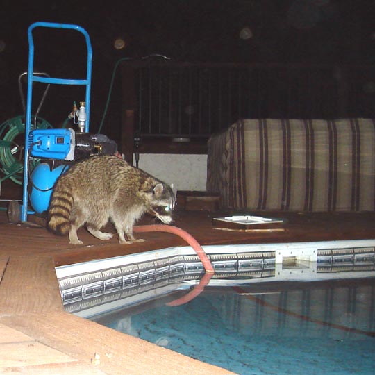 [Raccoon+at+pool+0024.jpg]