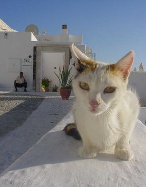 [300px-Greece-Cat.jpg]