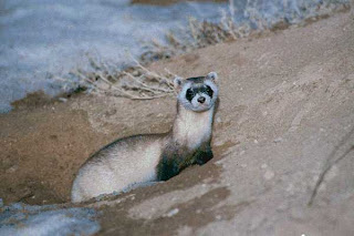 black footed ferret photo