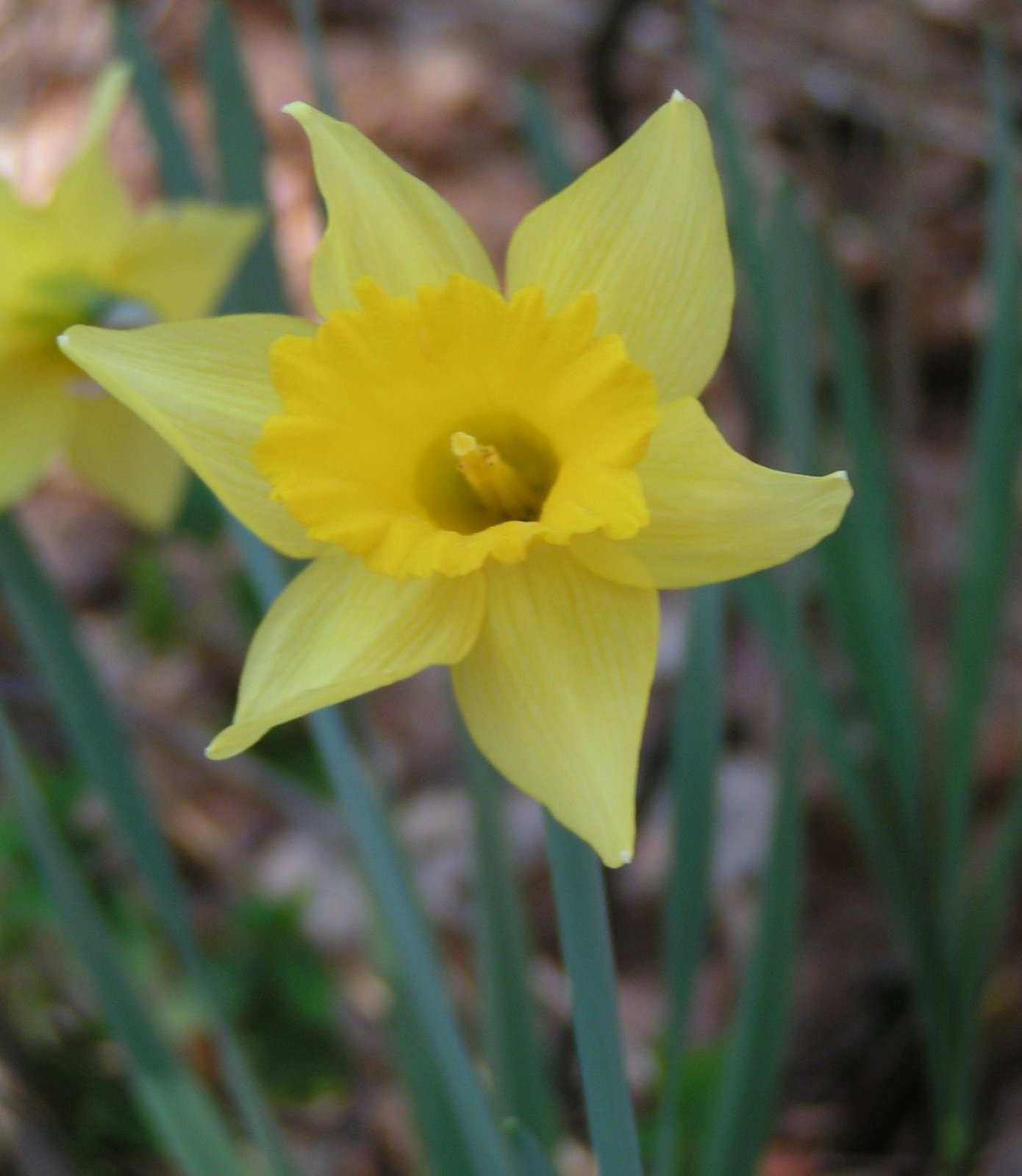 [daffodil2.JPG]