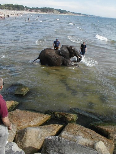 [elephant+beach.jpg]