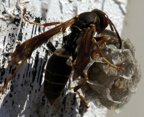 [wasp-nest4.jpg]