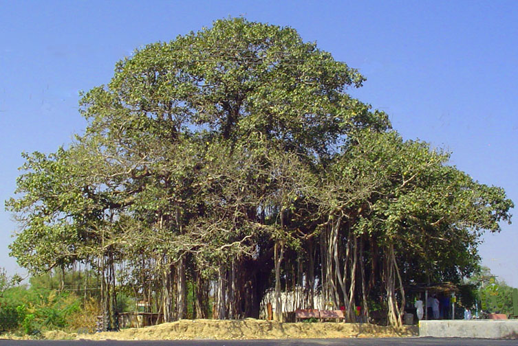 [ED+-+THIS+BANIAN+TREE+IS+MORE+THAN+200+YEARS+OLD.jpg]