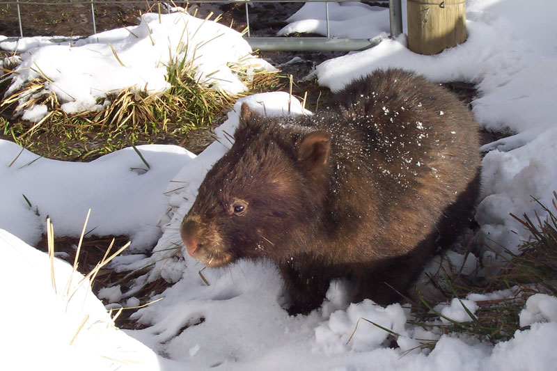 [Wombat_in_snow.jpg]