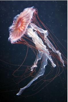 [mauve-stinger-jellyfish.jpg]