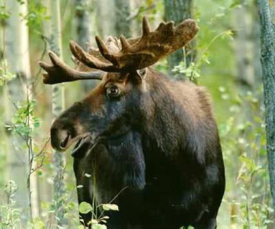 [moose-photo-by-Peter-Mirejovsky.jpg]