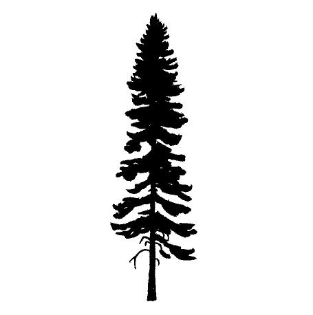 [trees-spruce-white=Picea+glauca-Cda-StephenPearce.GIF]