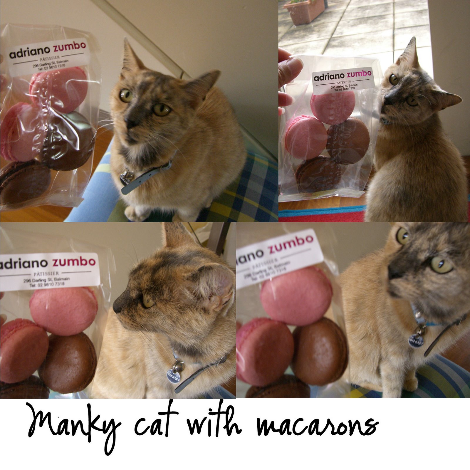 [manky+cat+6.jpg]