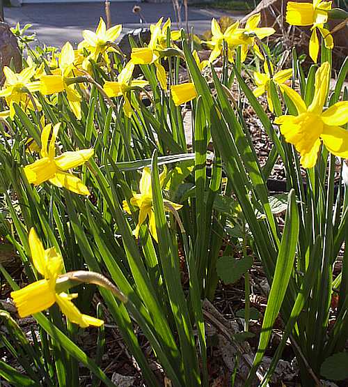 [bouquet-of-daffodils.jpg]