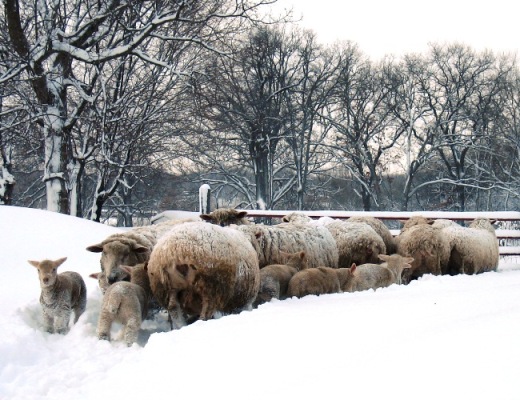 [Lambs+in+snow-mini.JPG]