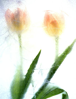 والپیپرهای  گلهای بسیار زیبا - www.pccity.ir