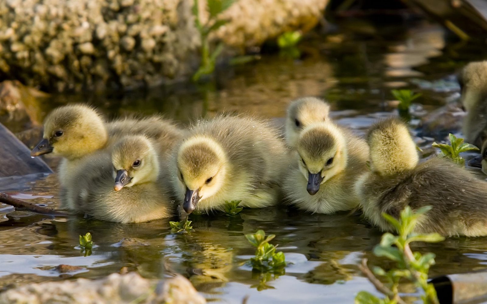[goslings-sunshine-lake.jpg]