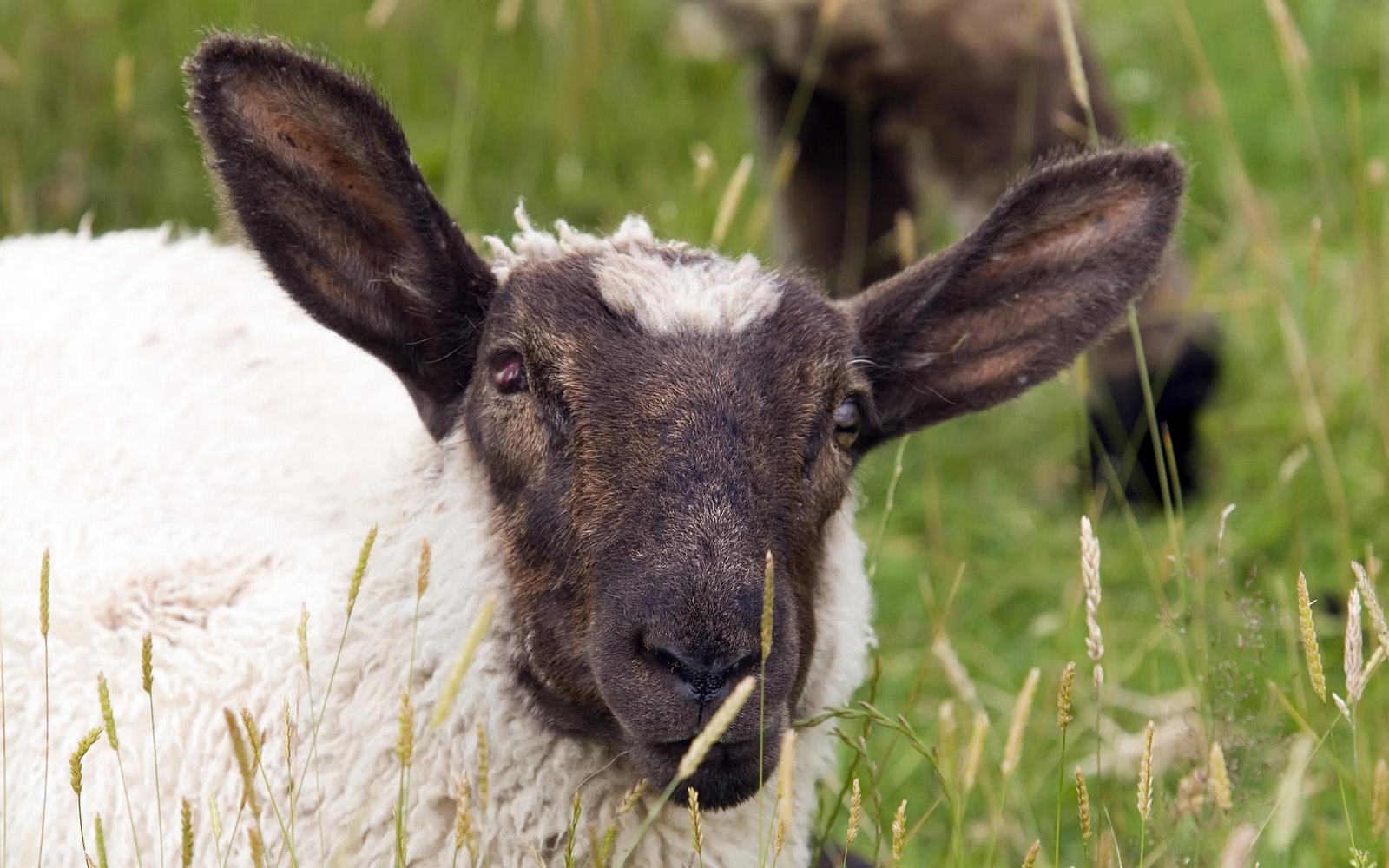 [sheep-eating-grass.jpg]