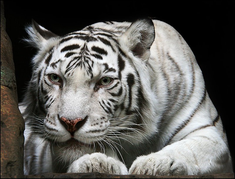 [White+tiger+(12).jpg]