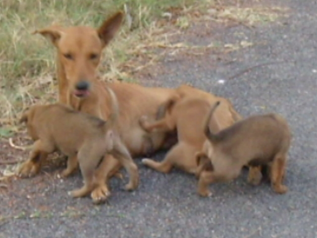 [mother+and+pups+close.JPG]