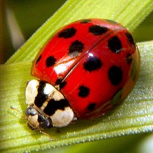 [asian_ladybug.jpg]