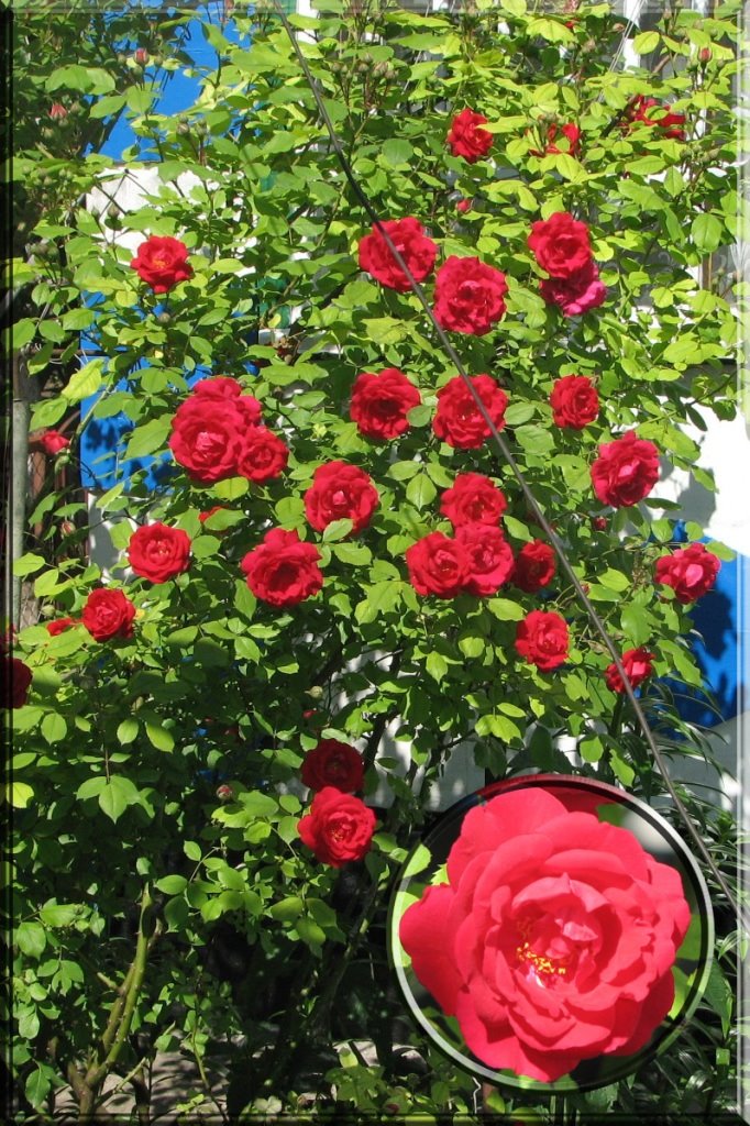 [4+Climbing+Roses+Red.jpg]