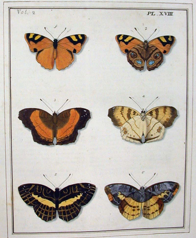 [m39_plate18+Butterflys.jpg]