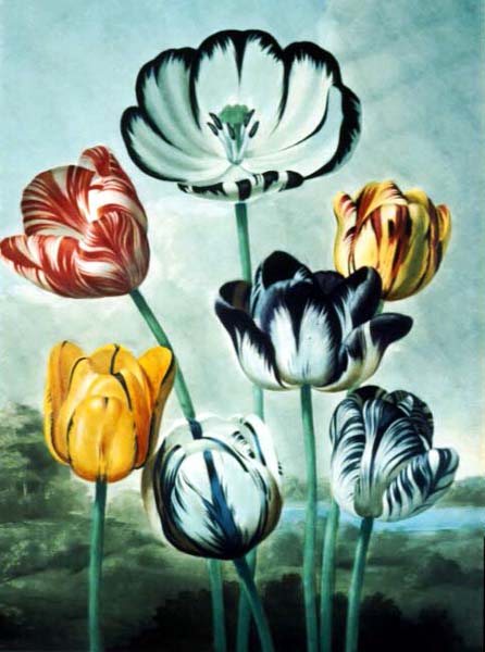 [spcolle23_tulips.jpg]