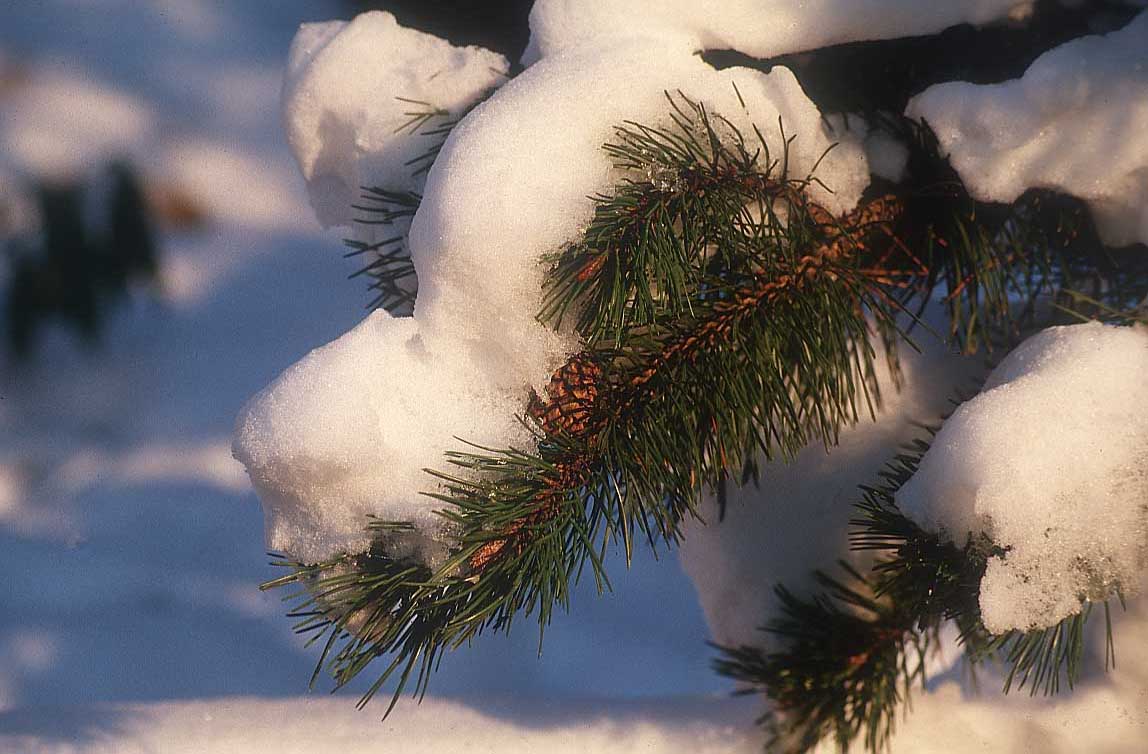 [branch-snow_winter.jpg]