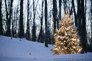 [tree-with-lights-in-snow-~-pr95048.jpg]