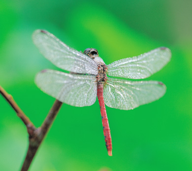 [0_dragonfly.jpg]