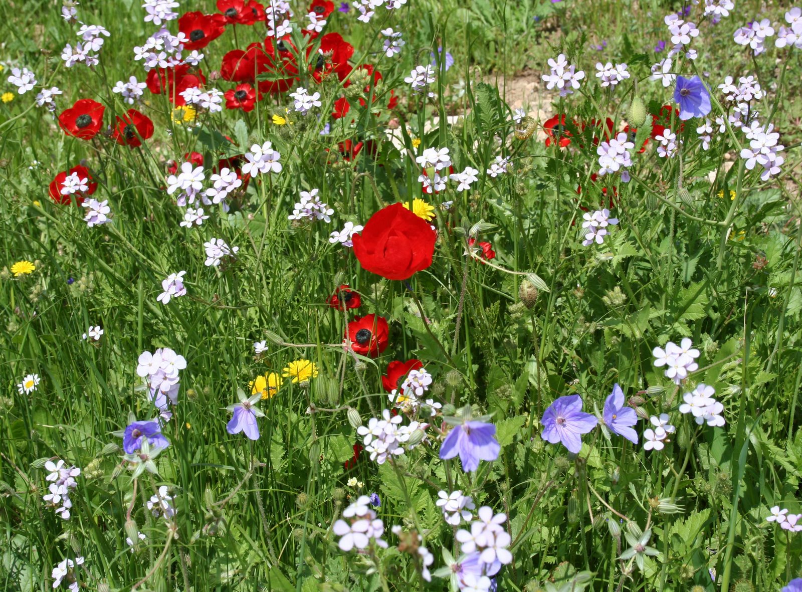 [April+Willdflowers+075.jpg]