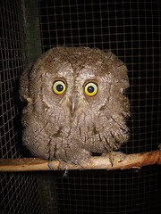 image: big+eyes+owl