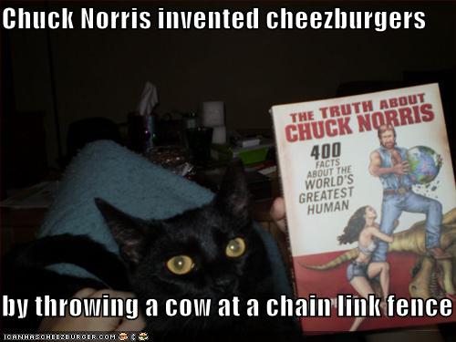 [funny-pictures-chuck-norris-cat.jpg]