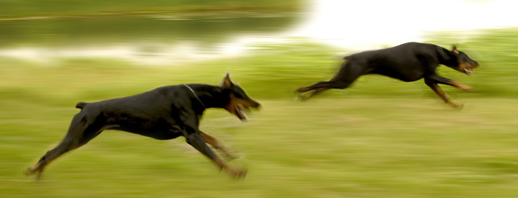 [dogs-running.jpg]