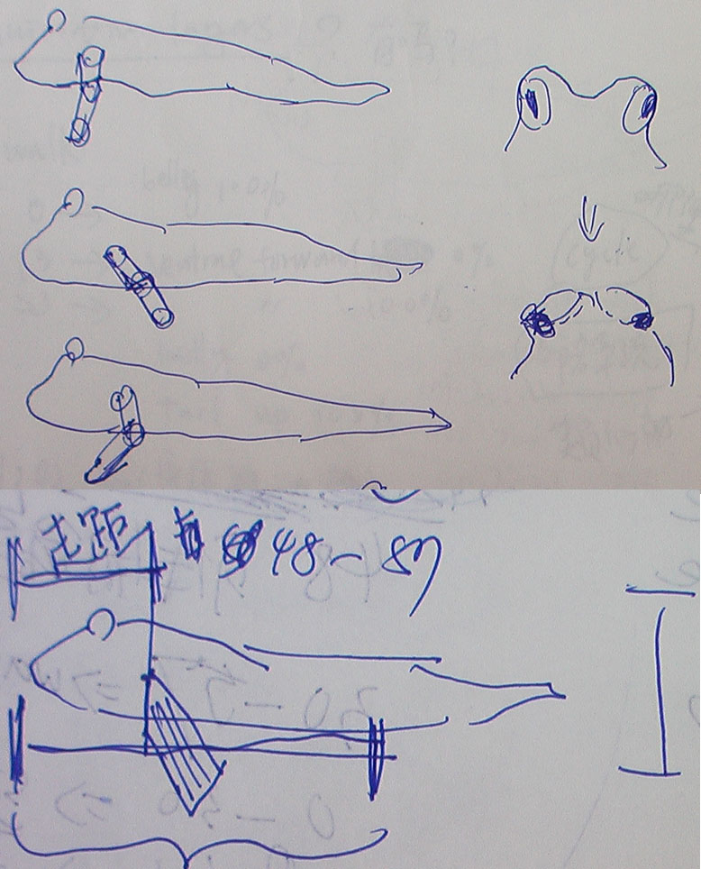 [sketch-for-animation-mudskipper.jpg]