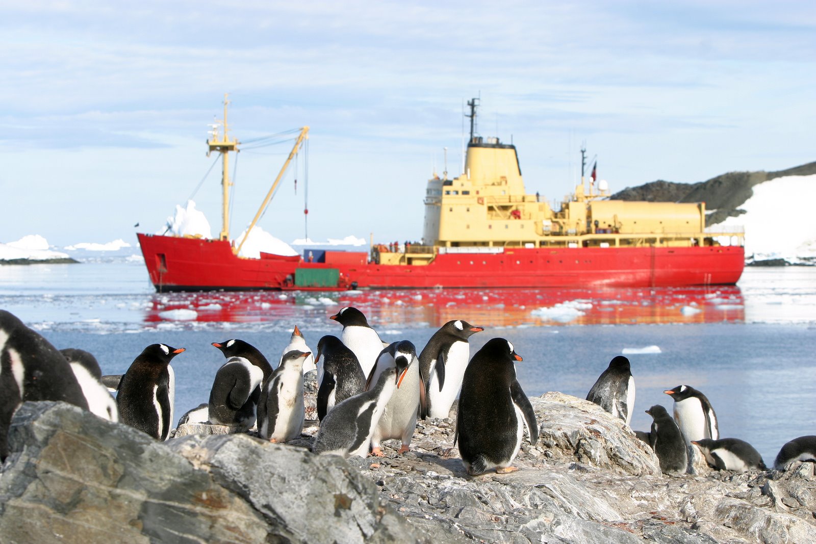 Pinguinos en la Antártica,