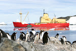 Pinguinos en la Antártica,