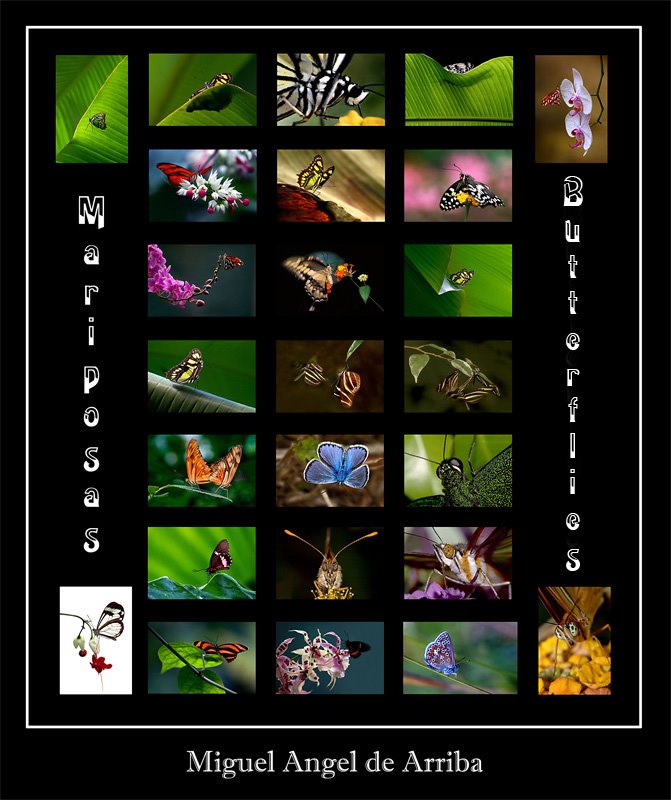 [Collage-mariposas.jpg]