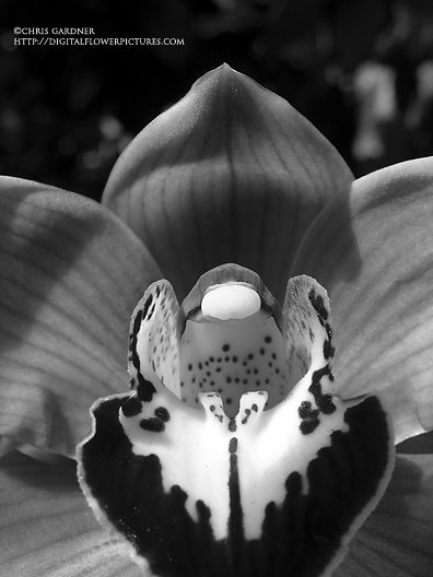 [orchidbw2webcc.jpg]