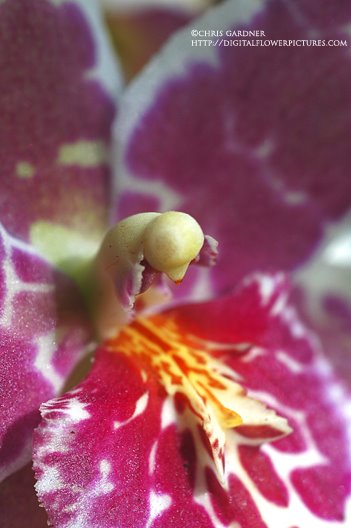 [orchid08-12webcc.jpg]