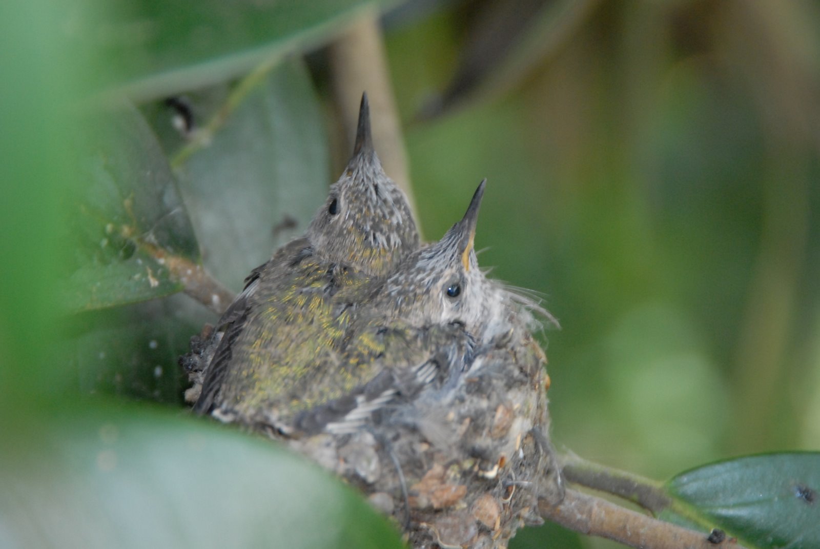 [hummingbird3.JPG]
