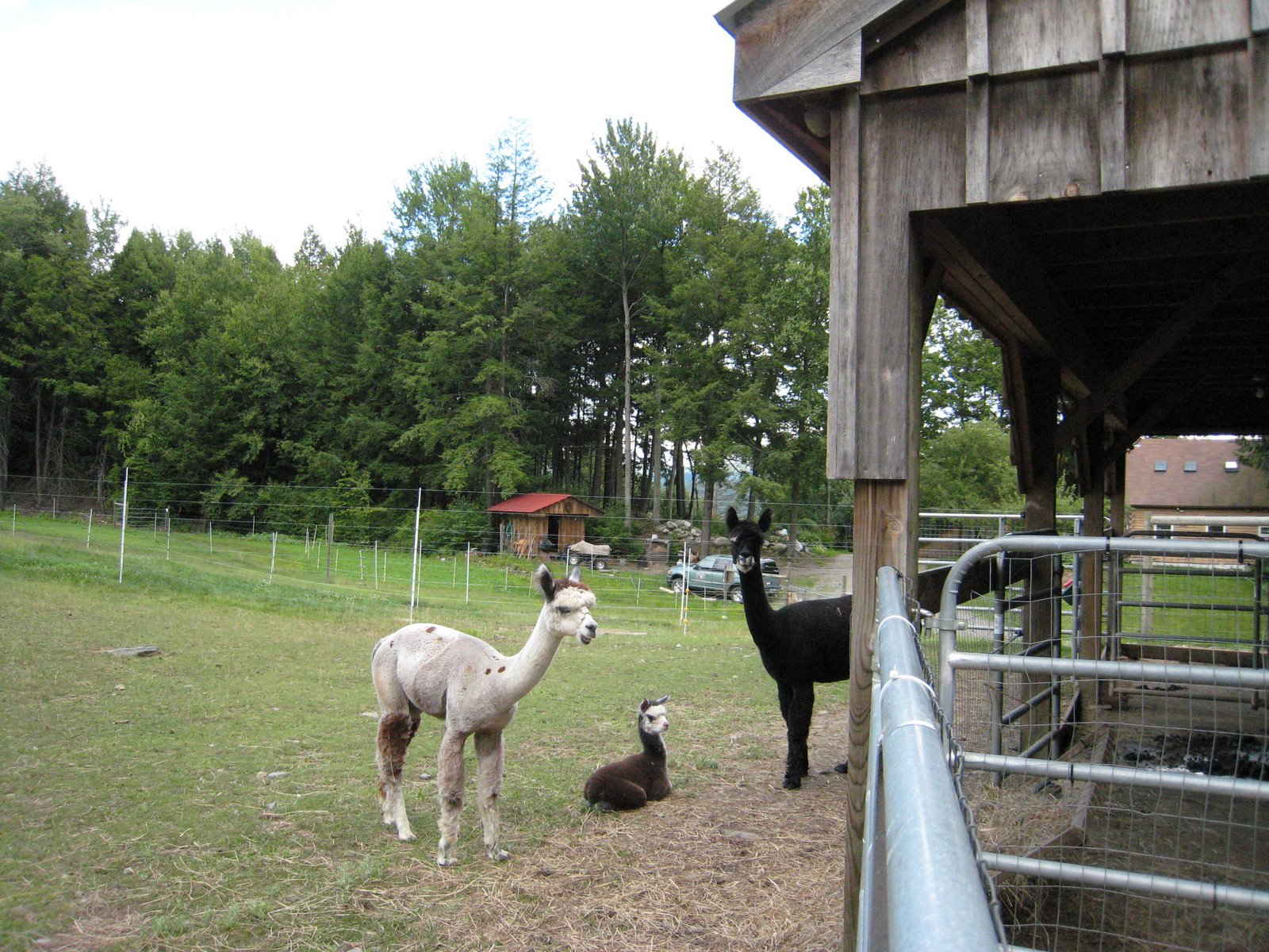 [Ibiwisi+alpaca+farm+002.jpg]