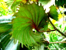 [single+swirled+leaf.jpg]