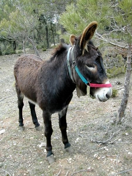 [450px-Donkey_Catalan_race.jpg]