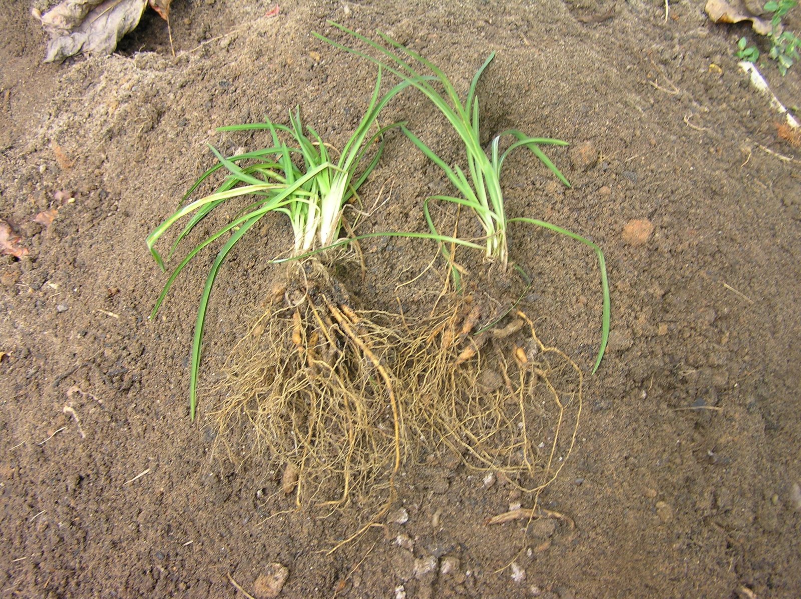 Daylily after dividing plant